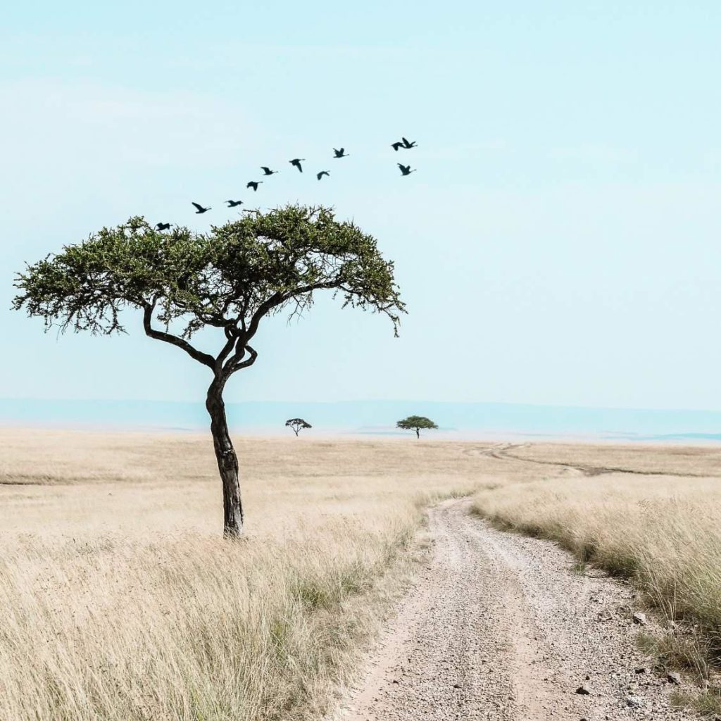 Kenya-tree-Unsplash-1024x1024.jpeg