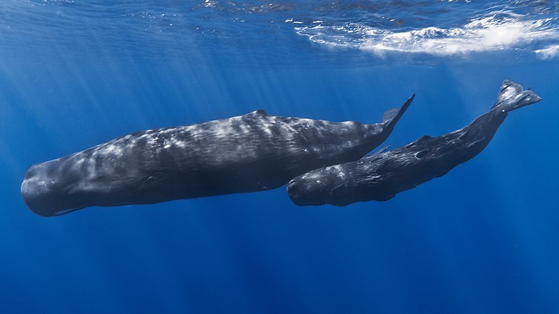 Dominica Creates World-First Sperm Whale Reserve